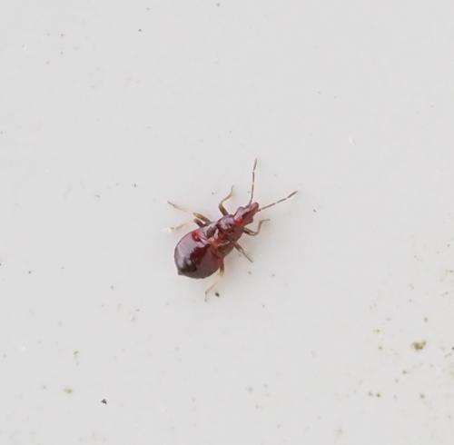 Loricula elegantula